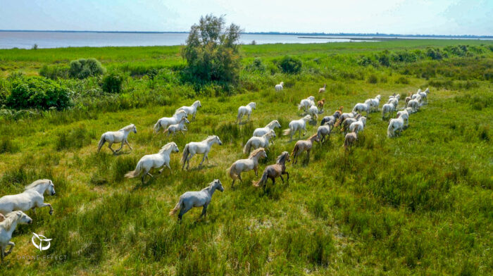 Drone en Camargue pour le téléfilm Crime à Aigues-Mortes